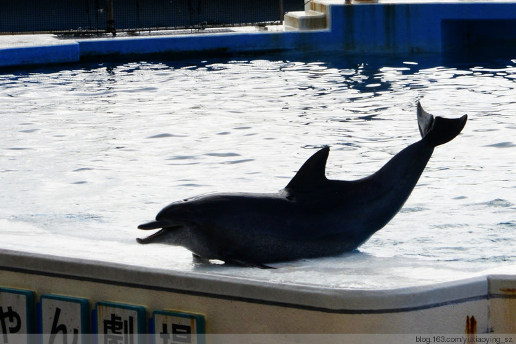 【二入瀛洲】 冲绳岛一天，游万座毛、古宇利大桥、水族馆，吃美味豚肉 - 小鱼滋味 - 小鱼滋味