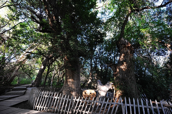 在那遥远的地方（之十 库车老城－库车王府－大清真寺－天山神木园－阿克苏） - 小鱼滋味 - 小鱼滋味