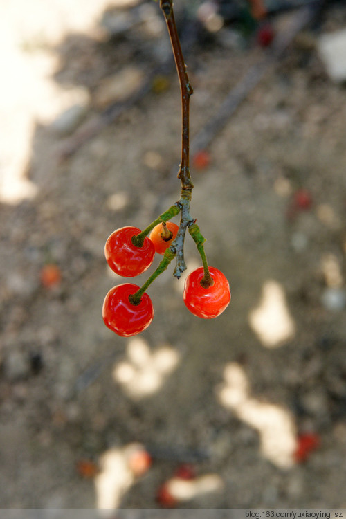 【五月，淡紫色的青岛】 凉泉村樱桃园，山色峪樱桃节 - 小鱼滋味 - 小鱼滋味