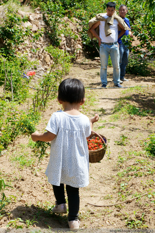 【五月，淡紫色的青岛】 凉泉村樱桃园，山色峪樱桃节 - 小鱼滋味 - 小鱼滋味