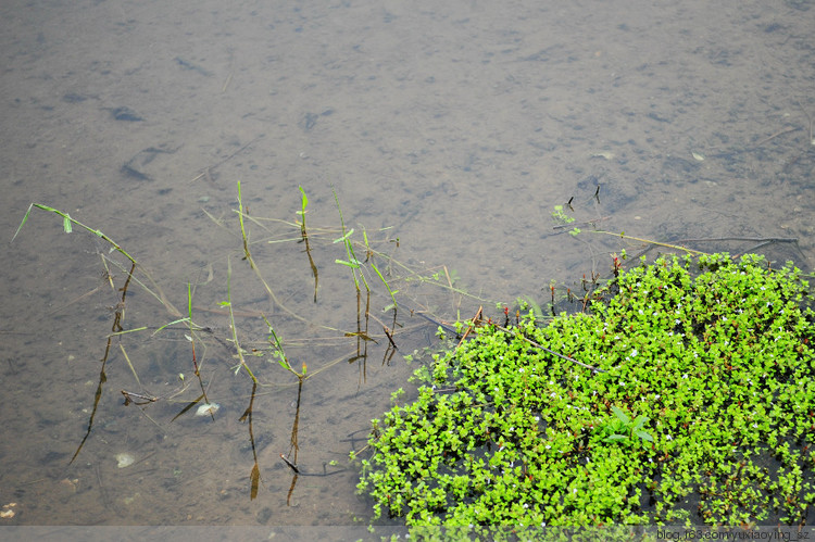 香港湿地公园 - 小鱼滋味 - 小鱼滋味