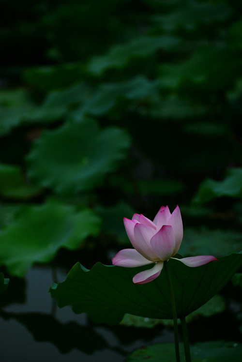 深圳 · 洪湖公园的夏雨荷 - 小鱼滋味 - 小鱼滋味