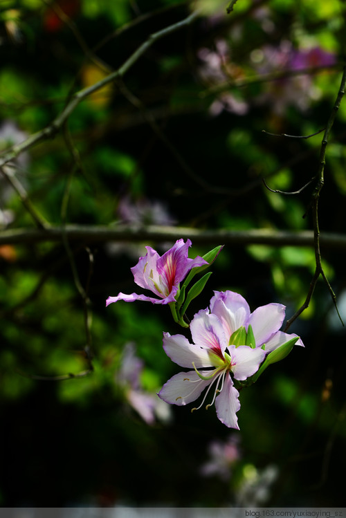 【深圳 · 中心公园】 春天里，百花香 - 小鱼滋味 - 小鱼滋味