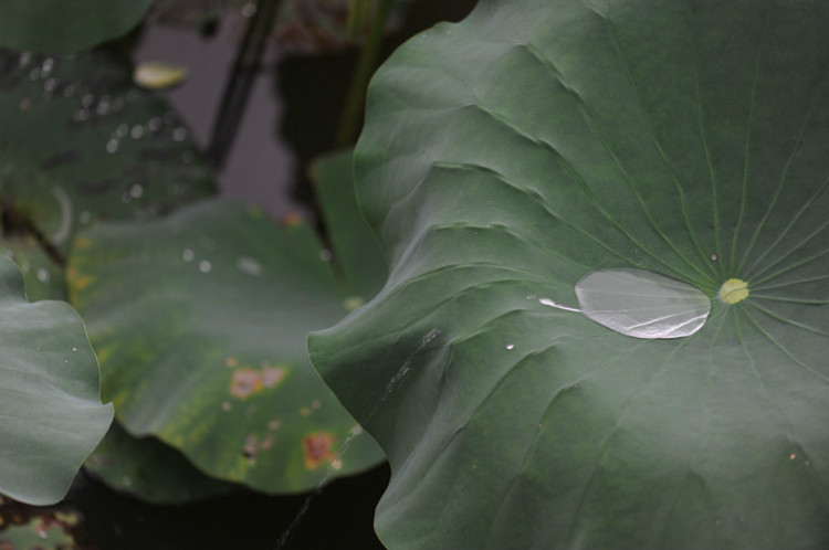 五月的颜色 · 荷花 - 小鱼滋味 - 小鱼滋味