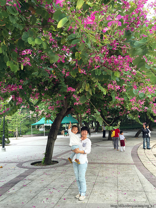 【触摸香港】 屯门公园的紫荆季 - 小鱼滋味 - 小鱼滋味