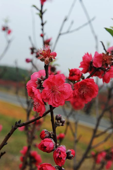 桃花依旧笑春风 - 小鱼滋味 - 小鱼滋味