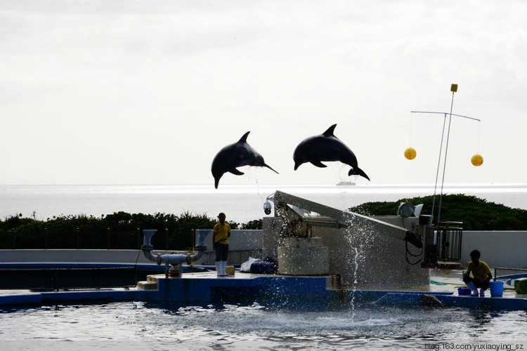 【二入瀛洲】 冲绳岛一天，游万座毛、古宇利大桥、水族馆，吃美味豚肉 - 小鱼滋味 - 小鱼滋味