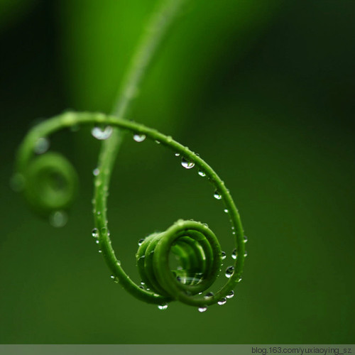 雨中的枝蔓（百香果） - 小鱼滋味 - 小鱼滋味