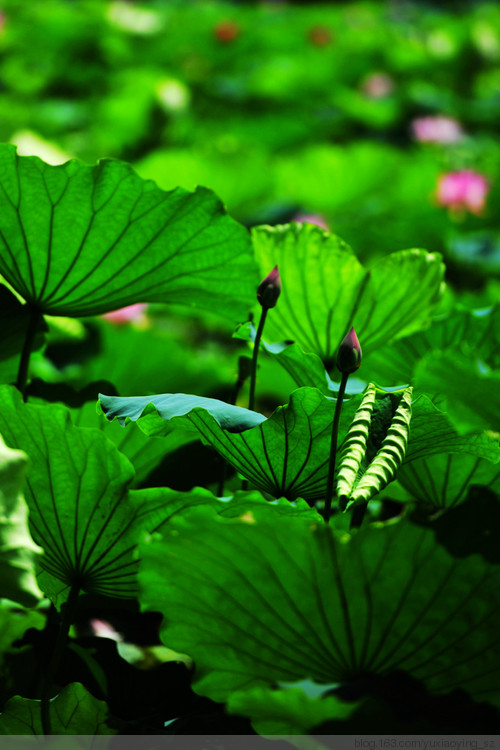 荷风送香——洪湖公园的荷花季 - 小鱼滋味 - 小鱼滋味 荷风送香——洪湖公园的荷花季 - 小鱼滋味 - 小鱼滋味