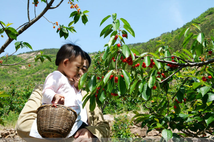 【五月，淡紫色的青岛】 凉泉村樱桃园，山色峪樱桃节 - 小鱼滋味 - 小鱼滋味