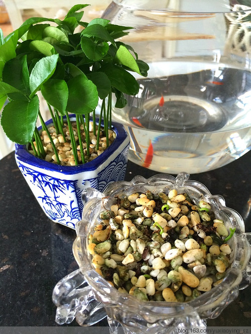 有趣的小盆栽——来自柚子种子 - 小鱼滋味 - 小鱼滋味
