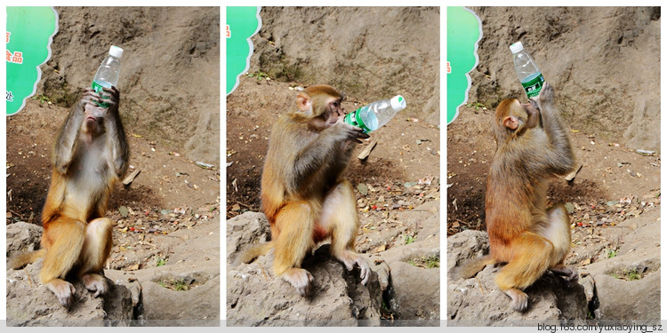 【三入贵州】黔灵山的猴，花溪的水，其乐也融融 - 小鱼滋味 - 小鱼滋味