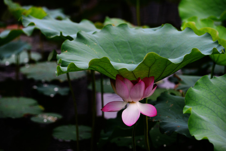 深圳 · 洪湖公园的夏雨荷 - 小鱼滋味 - 小鱼滋味