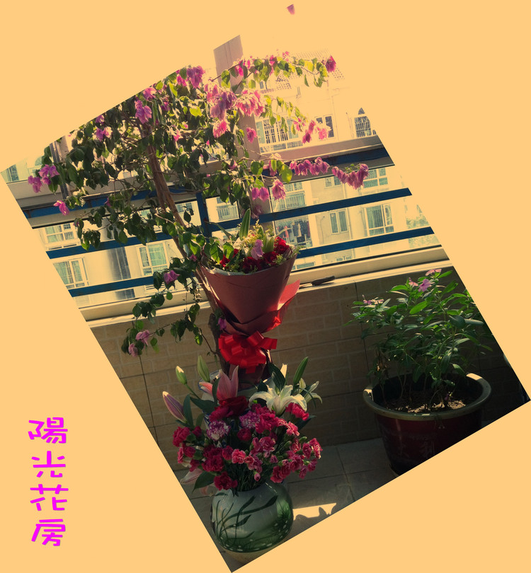 阳光花房 - 小鱼滋味 - 小鱼滋味