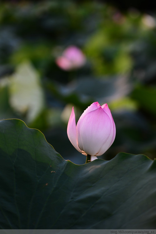 【深圳 · 洪湖公园】 花拆，蓦然夏中 - 小鱼滋味 - 小鱼滋味