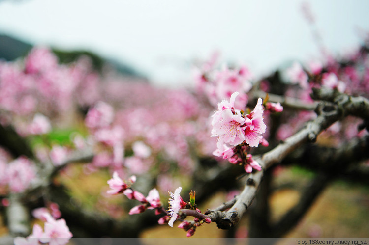 【无锡】阳山桃花 - 小鱼滋味 - 小鱼滋味