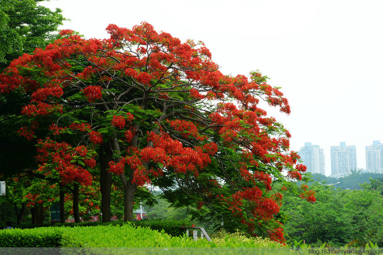 花开时节动鹏城 - 小鱼滋味 - 小鱼滋味 花开时节动鹏城 - 小鱼滋味 - 小鱼滋味
