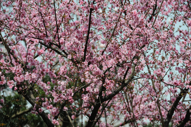 【无锡之春】 梅，洒落的花瓣雨 - 小鱼滋味 - 小鱼滋味