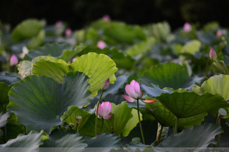 【深圳 · 洪湖公园】 花拆，蓦然夏中 - 小鱼滋味 - 小鱼滋味