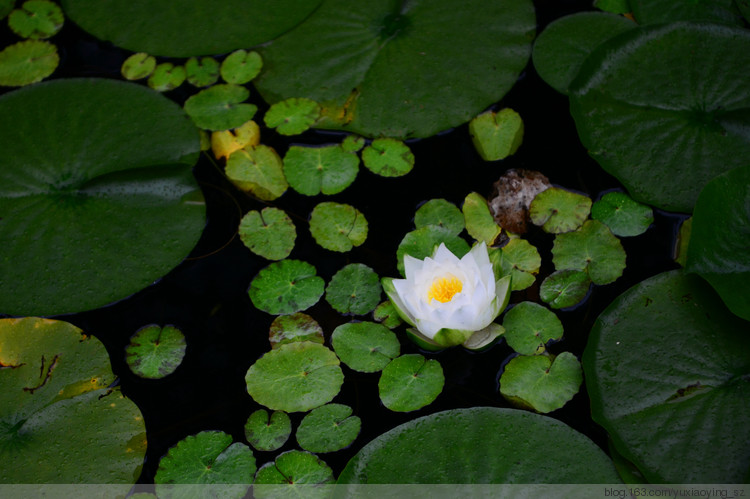 【走进加拿大的冰冻の 夏】 夏日的清凉与芬芳，尽在温哥华 - 小鱼滋味 - 小鱼滋味