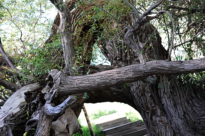 在那遥远的地方（之十 库车老城－库车王府－大清真寺－天山神木园－阿克苏） - 小鱼滋味 - 小鱼滋味