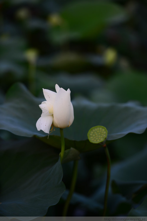 【深圳 · 洪湖公园】 花拆，蓦然夏中 - 小鱼滋味 - 小鱼滋味