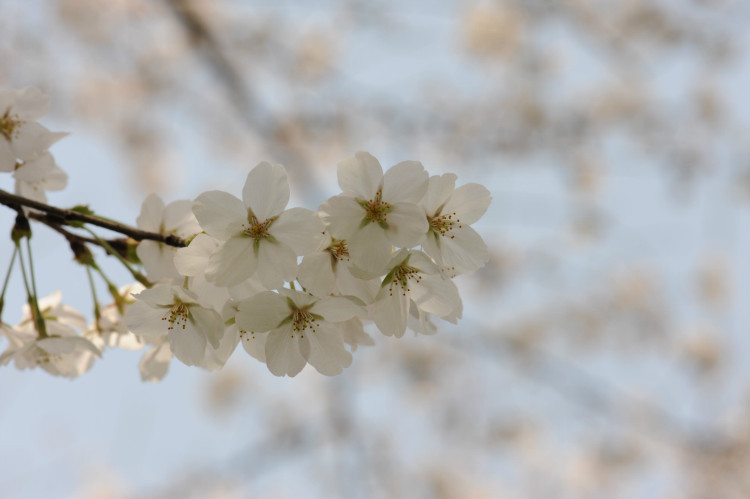 【无锡之春】 樱花，炫舞成风 - 小鱼滋味 - 小鱼滋味