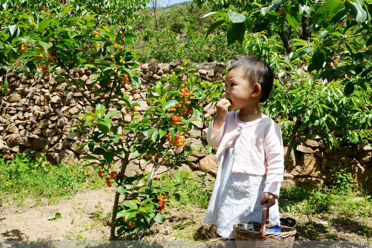 【五月，淡紫色的青岛】 凉泉村樱桃园，山色峪樱桃节 - 小鱼滋味 - 小鱼滋味