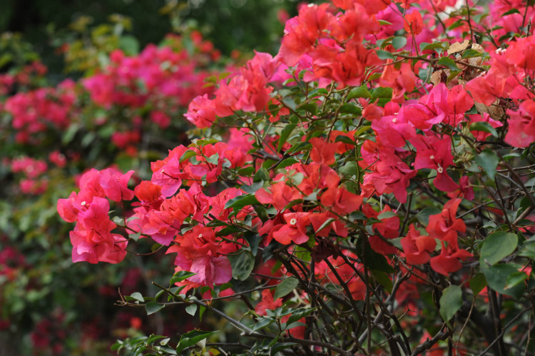 【2012，春之舞】 市花最灿烂 - 小鱼滋味 - 小鱼滋味