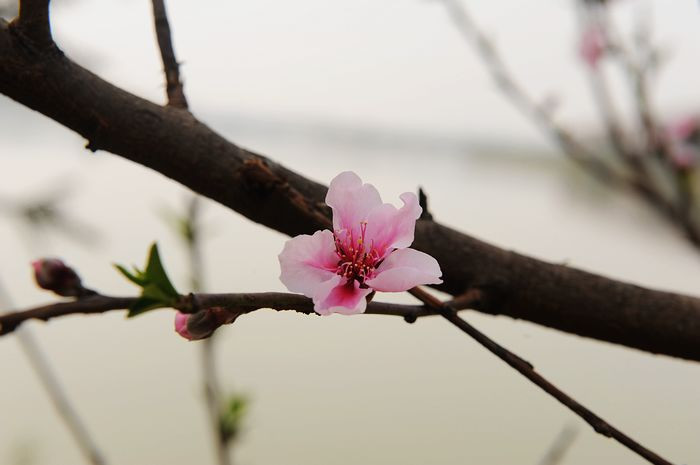 再续桃花缘 - 小鱼滋味 - 小鱼滋味