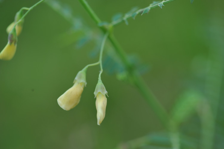 平峦山公园的花儿 - 小鱼滋味 - 小鱼滋味