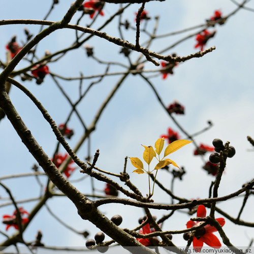 【深圳 · 中心公园】 春天里，百花香 - 小鱼滋味 - 小鱼滋味