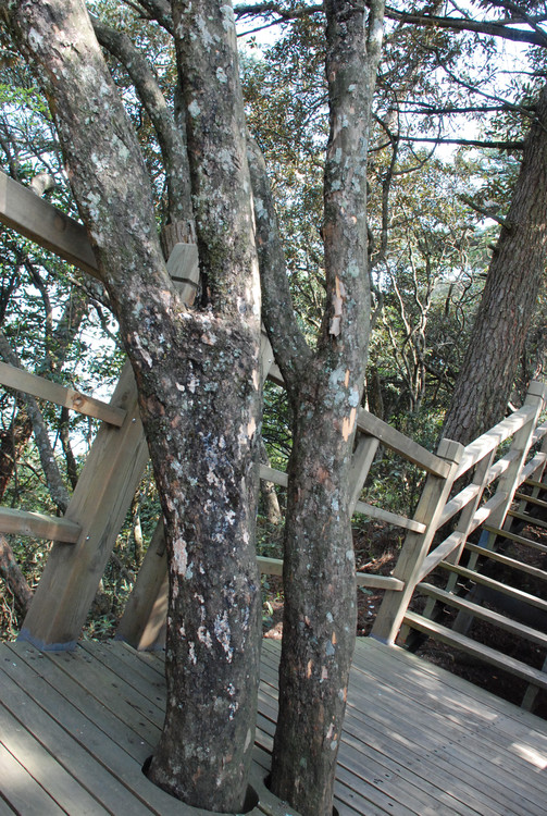 红色井冈山 - 小鱼滋味 - 小鱼滋味