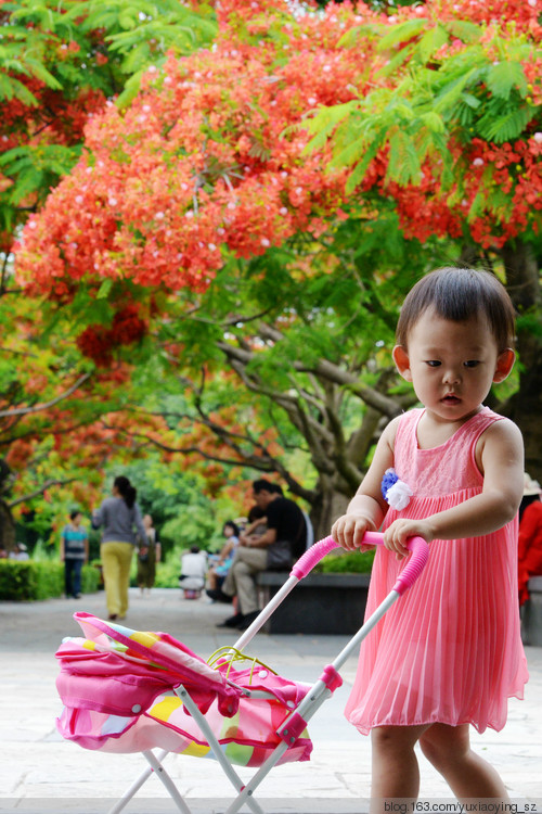 花开时节动鹏城 - 小鱼滋味 - 小鱼滋味 花开时节动鹏城 - 小鱼滋味 - 小鱼滋味
