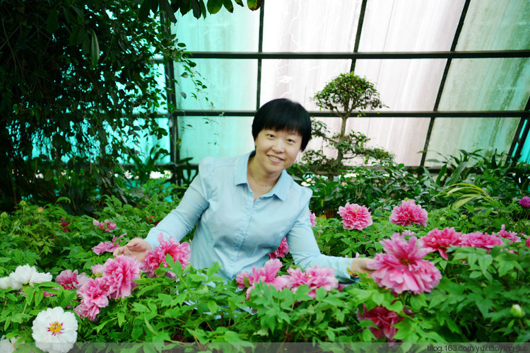 花好月圆中国年 · 赏南国温室里的牡丹 - 小鱼滋味 - 小鱼滋味