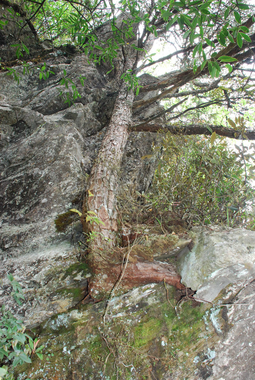 红色井冈山 - 小鱼滋味 - 小鱼滋味