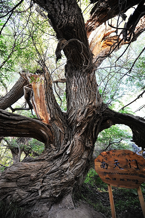 在那遥远的地方（之十 库车老城－库车王府－大清真寺－天山神木园－阿克苏） - 小鱼滋味 - 小鱼滋味