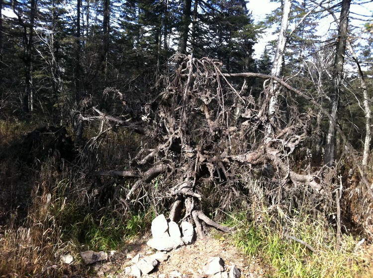 【2011，家乡的秋】 凤凰山国家森林公园--树根的风采 - 小鱼滋味 - 小鱼滋味