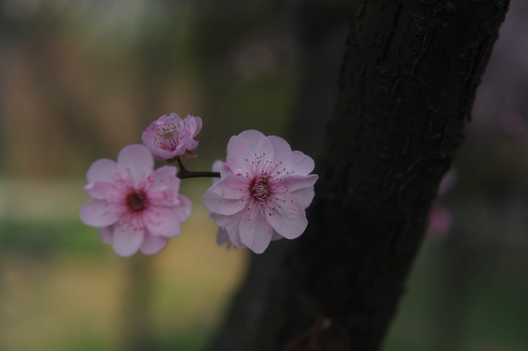 【无锡之春】 梅，洒落的花瓣雨 - 小鱼滋味 - 小鱼滋味