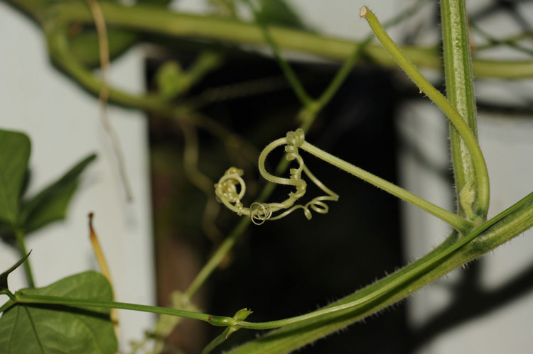 【游走的夏日】 枝枝蔓蔓的舞蹈 - 小鱼滋味 - 小鱼滋味