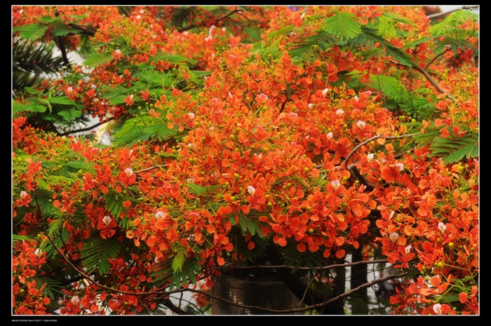 凤凰花又开 - 小鱼滋味 - 小鱼滋味