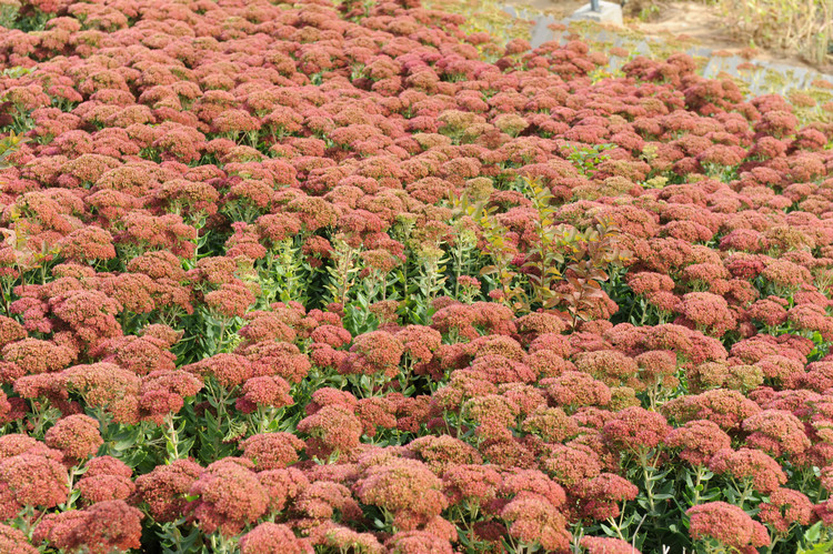 2009，印象河北（之八 唐山南湖公园 唐山大地震影视基地 地震纪念馆 归程） - 小鱼滋味 - 小鱼滋味