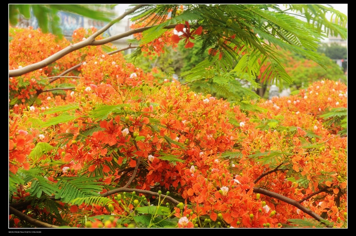 凤凰花又开 - 小鱼滋味 - 小鱼滋味