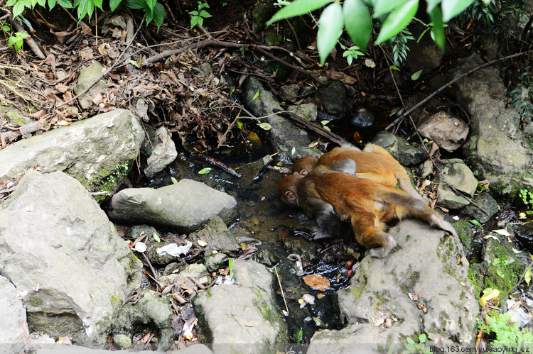 【三入贵州】黔灵山的猴，花溪的水，其乐也融融 - 小鱼滋味 - 小鱼滋味