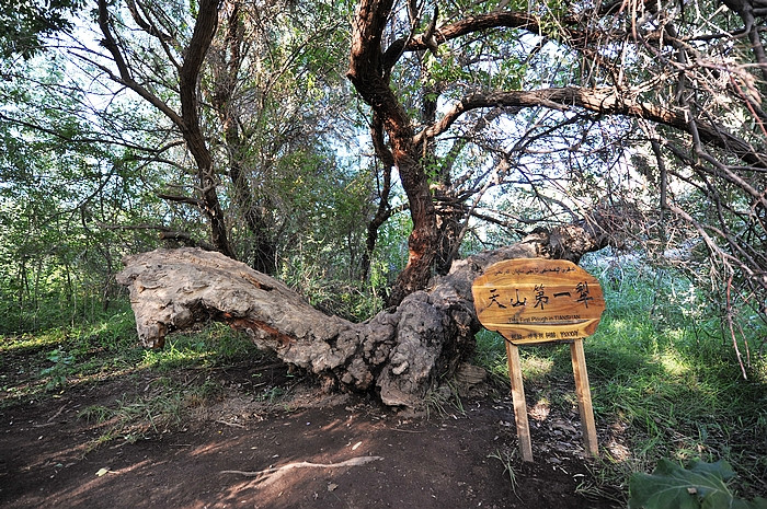 在那遥远的地方（之十 库车老城－库车王府－大清真寺－天山神木园－阿克苏） - 小鱼滋味 - 小鱼滋味