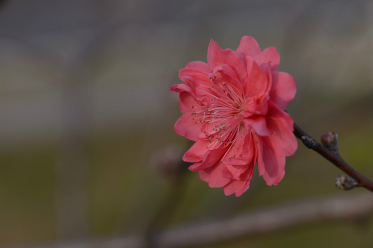 桃花朵朵开，蛇年翩翩入梦来 - 小鱼滋味 - 小鱼滋味