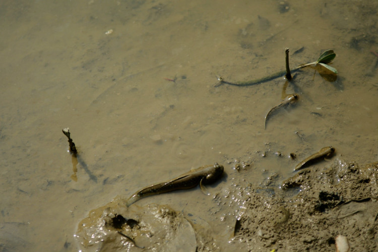 香港湿地公园  跳鱼 - 小鱼滋味 - 小鱼滋味