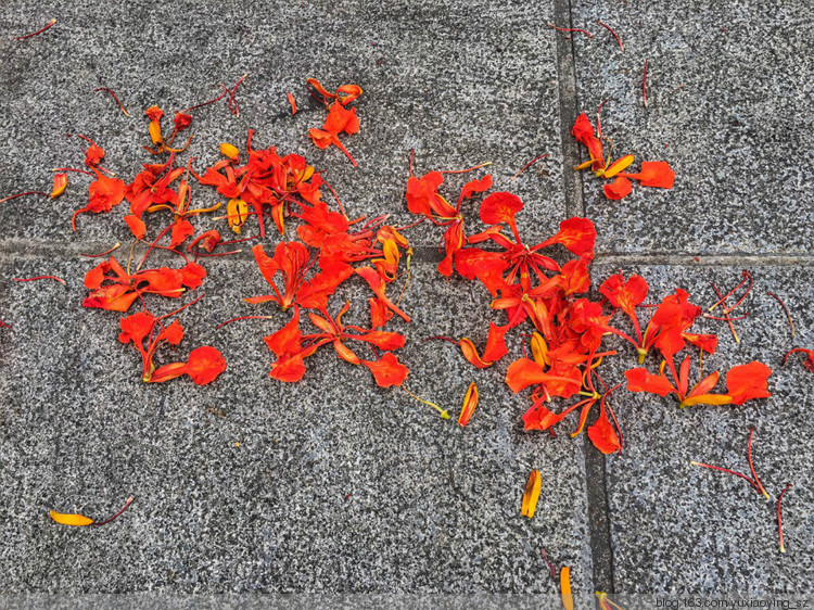 花开时节动鹏城 - 小鱼滋味 - 小鱼滋味 花开时节动鹏城 - 小鱼滋味 - 小鱼滋味