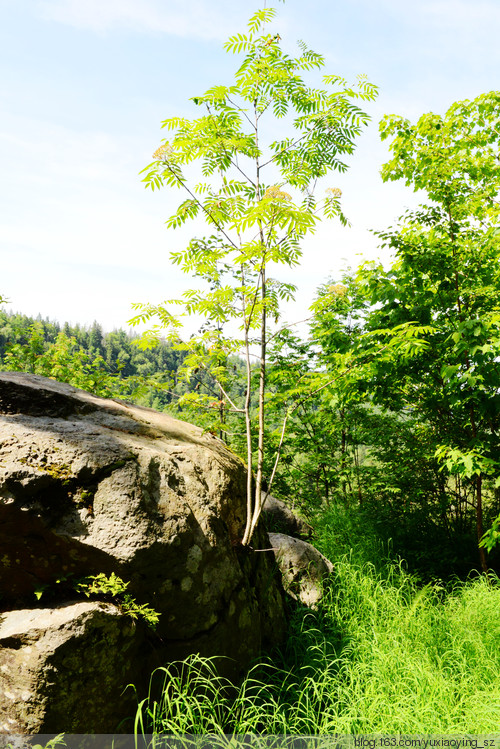 【盛夏的吉林】长白山美景，果然不虚传 - 小鱼滋味 - 小鱼滋味