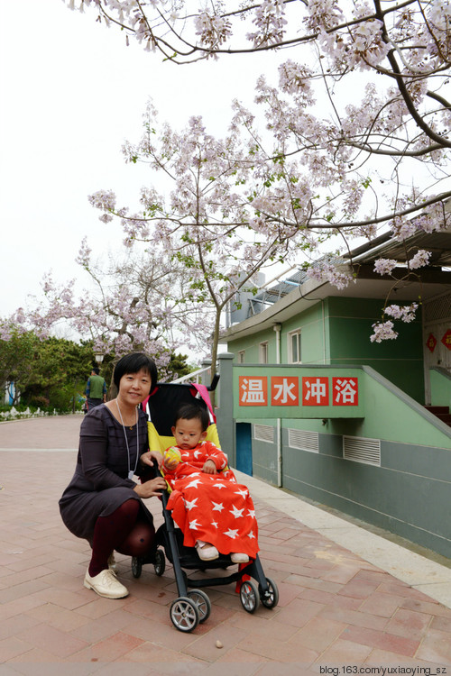 【五月,淡紫色的青岛】 八大关 - 小鱼滋味 - 小鱼滋味 【五月,淡紫色的青岛】 八大关 - 小鱼滋味 - 小鱼滋味